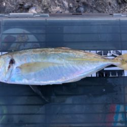 朝マズメ中アジ好調