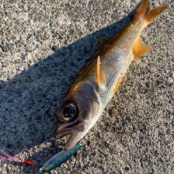 デイライトゲーム