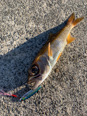 デイライトゲーム