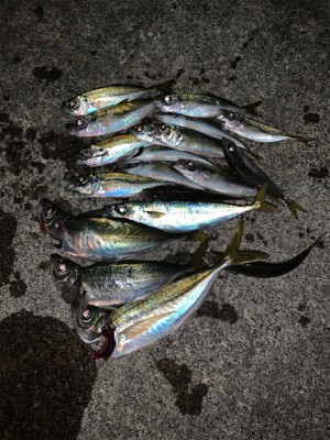 夕マヅメからアジング