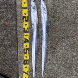 シーズン初タチウオ