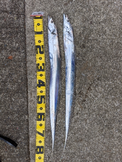 シーズン初タチウオ