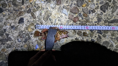 ガッシーで釣り納め