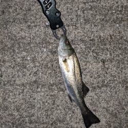 久しぶりのチーバス