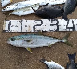 12/6釣果タチウオツバスチヌグレデカアジ