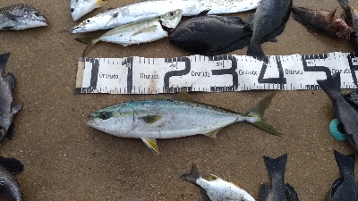 12/6釣果タチウオツバスチヌグレデカアジ