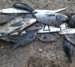 12/20釣果タチウオチヌグレデカアジ