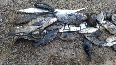 12/20釣果タチウオチヌグレデカアジ