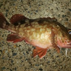 潮の流れが早い