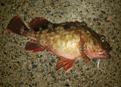 潮の流れが早い