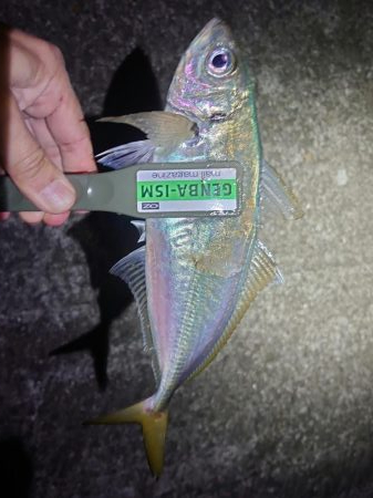 良い型のアジ継続中！尺も！