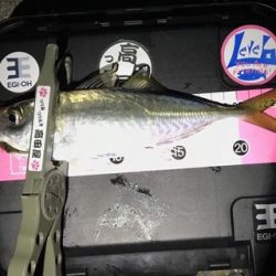 え~アジとメバル