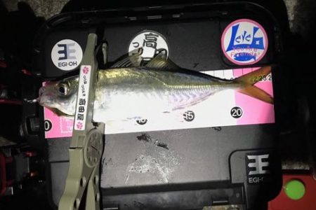 え~アジとメバル