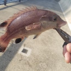 またコブ無し！