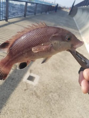 またコブ無し！