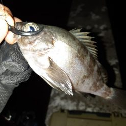 今日はメバリング