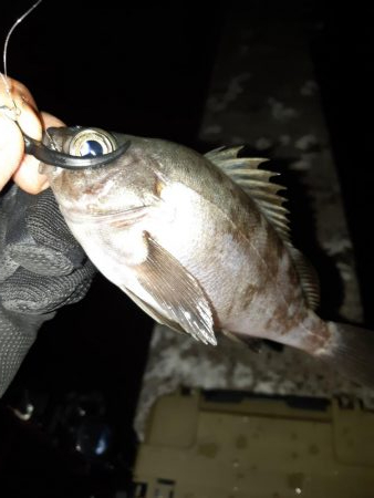 今日はメバリング