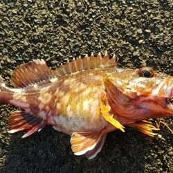 のんびりショアジギ&ガシリング