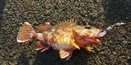 のんびりショアジギ&ガシリング