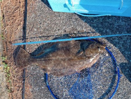 初ヒラメげっと