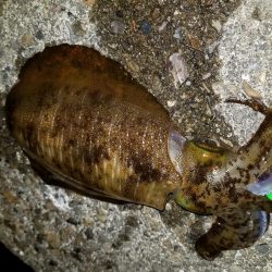 ナイトエギング