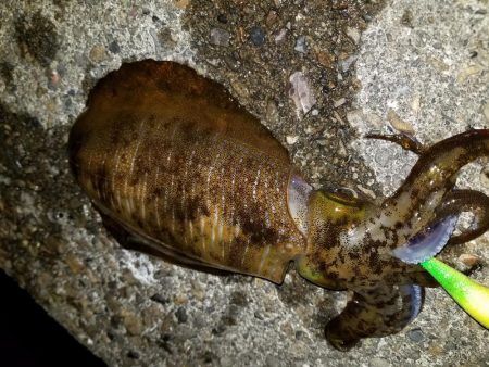 ナイトエギング