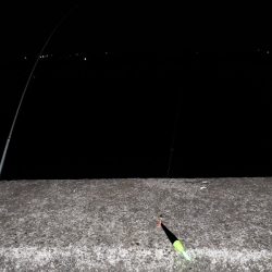 魚調査というよりは?