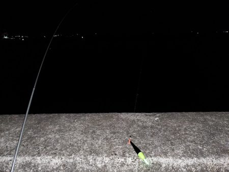 魚調査というよりは?