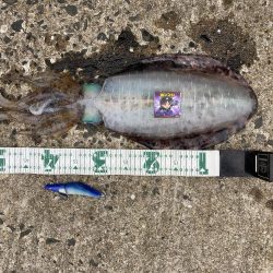 キロUPイカのRIDE ON!!