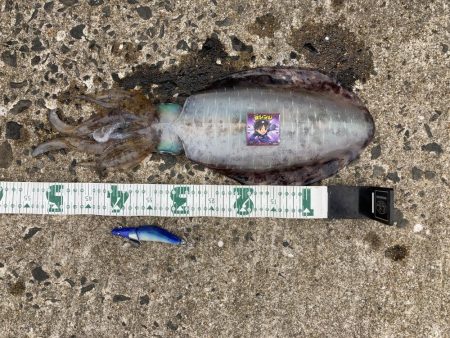 キロUPイカのRIDE ON!!