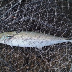 サゴッシング３