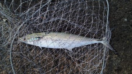 サゴッシング３