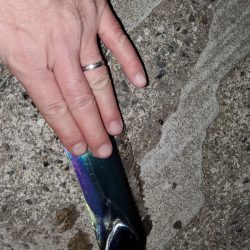 １日チャレンジ