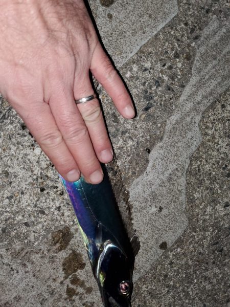 １日チャレンジ