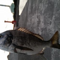 紀州釣りができず、慣れない浮きふかせに挑戦