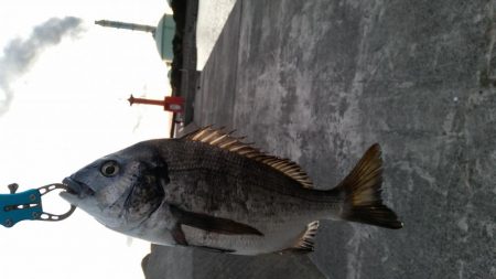 紀州釣りができず、慣れない浮きふかせに挑戦