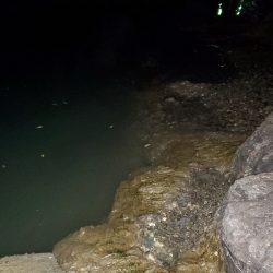 何でも釣れるやつ