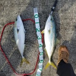 本年釣り収めのブリ、メジロ多数