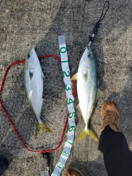 本年釣り収めのブリ、メジロ多数