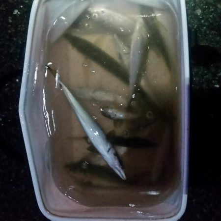 親子サビキ釣り