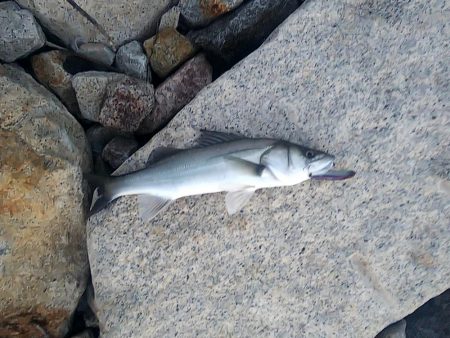 イワシパターンがハマりました