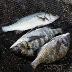 浮きふかせ釣りに挑戦