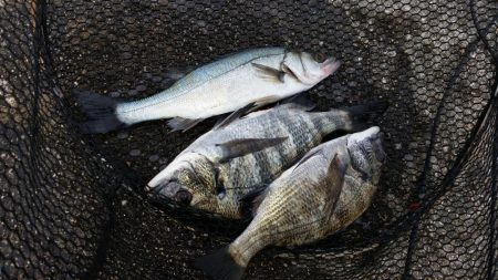 浮きふかせ釣りに挑戦