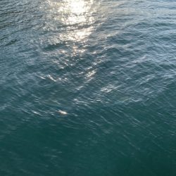 風裏でシーバス