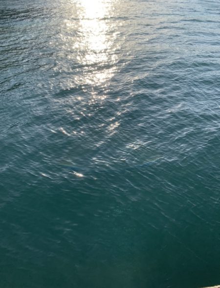 風裏でシーバス