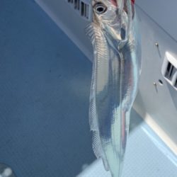 晴天のタイラバ釣行