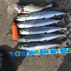 爆釣きたー‼︎