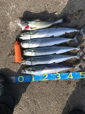 爆釣きたー‼︎