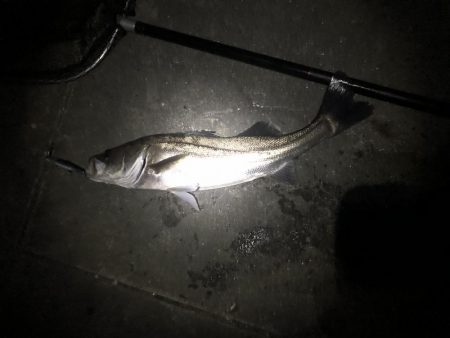 フラッシュブーストでシーバス