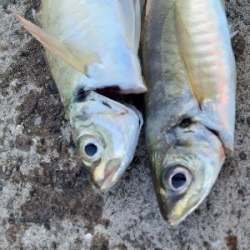 大潮４日目アジング